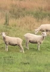 Sheep 2